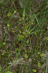 Low spearwort